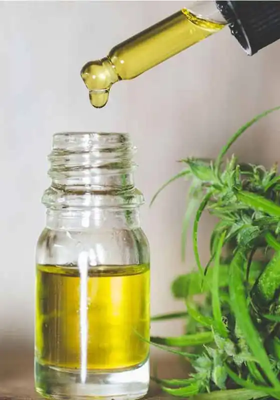 Actualité : Découvrez le CBD et ses bienfaits pour la santé Découvrez le CBD et ses bienfaits pour la santé